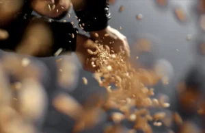 Türkiye 121 ülkeye tohum ihraç ediyor