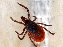 Havalar ısındı, kene sezonu başladı: Uzmanlardan uyarı