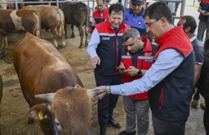 Bayram Öncesi 4 Milyon Hayvan Denetlendi
